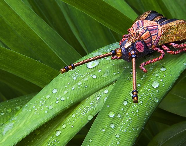 The insect