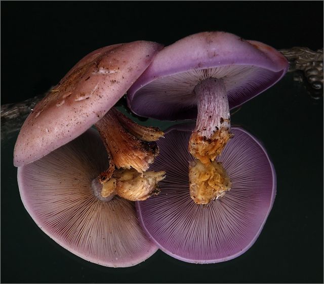 Mushrooms