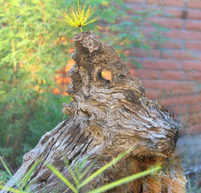 Stump monster