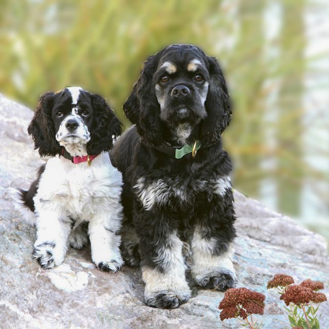 Sister and Brother- BFF