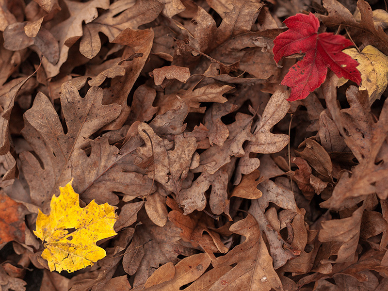 Fallen