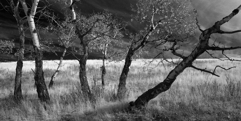 Seven Autumn Aspens