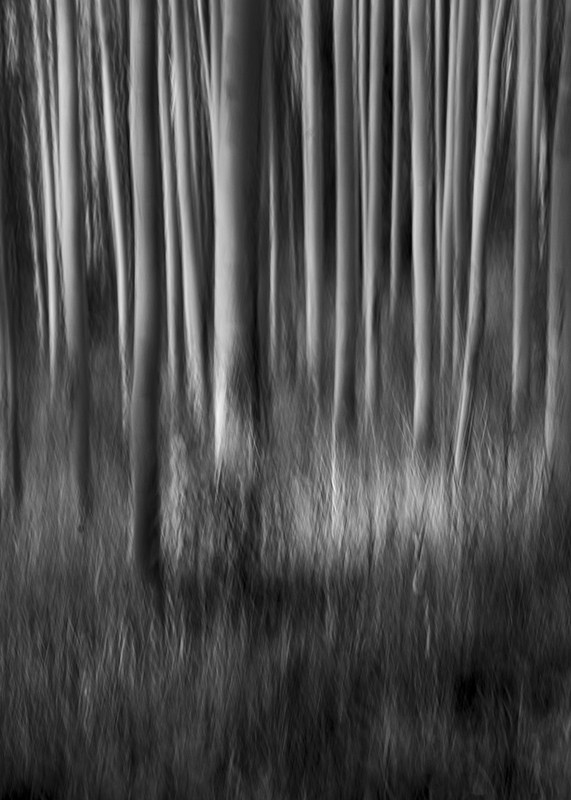 Aspen Trunks Motion blurred
