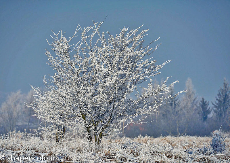 Frosty tree.