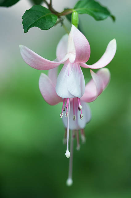 Delicate flowers