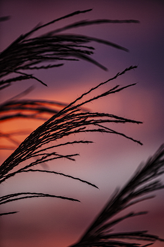 Wild Grass at Sunset