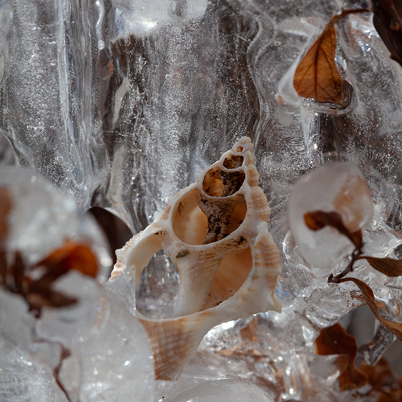 Iced