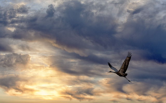 Bosque Flight