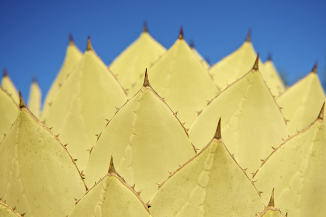Agave Repetition