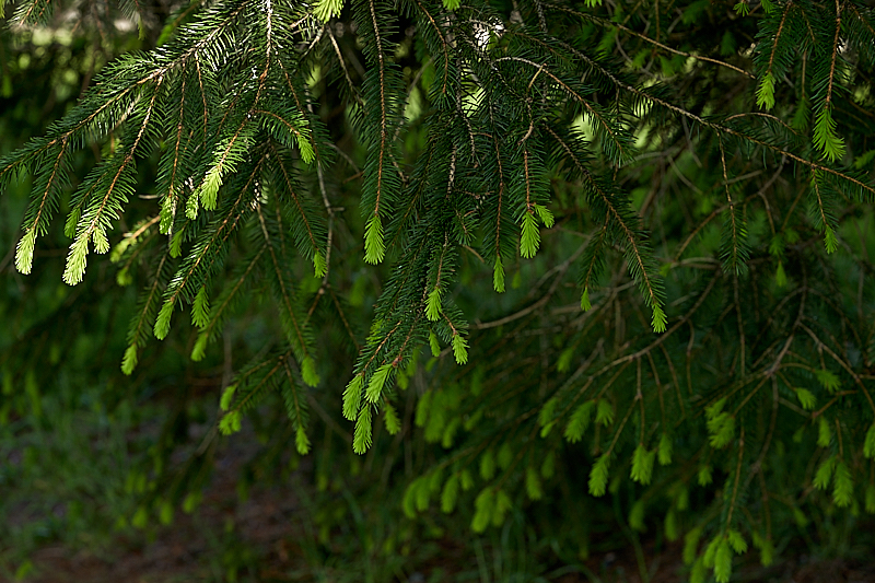 Fresh Growth Springs Forth