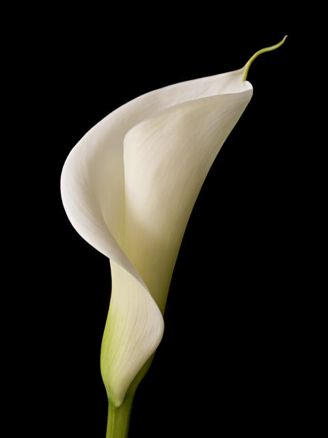 Calla Curves