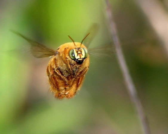 Carpenter bee