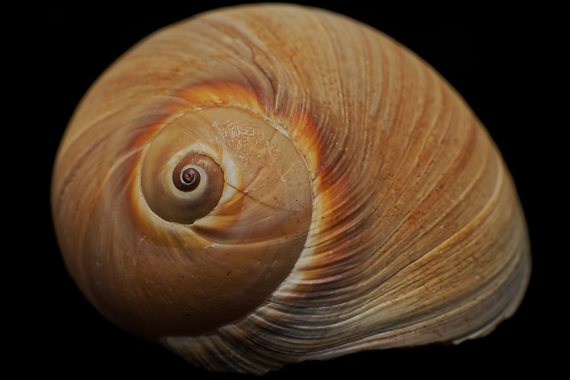 Sea Shells