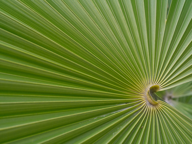 Patterns in Nature