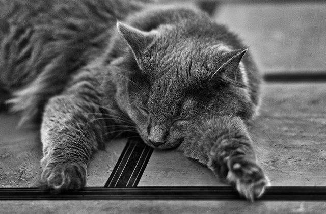 Lazy