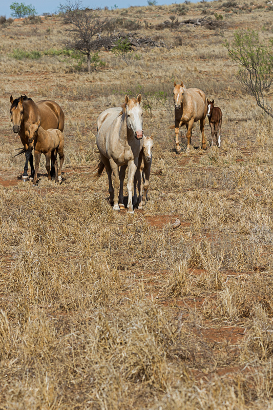 3 mares with foals