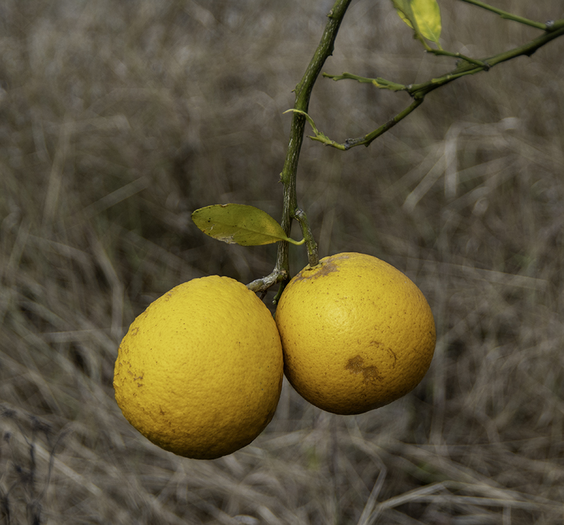 Wild Oranges