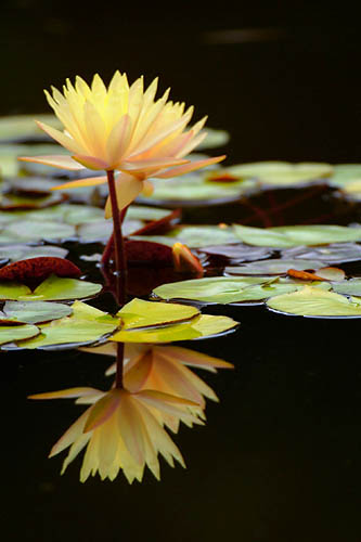 Reflections