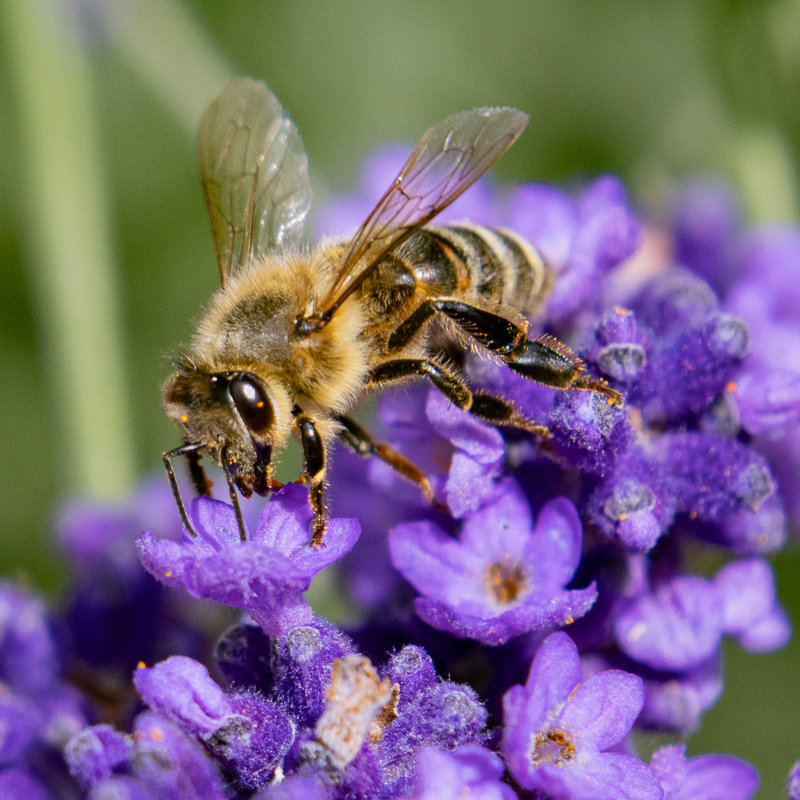 Lavender Harvest