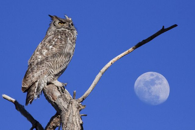 The Moonlight Hunter