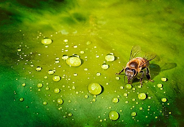 Green Gulp