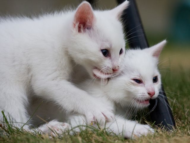 Sibling Nibbling