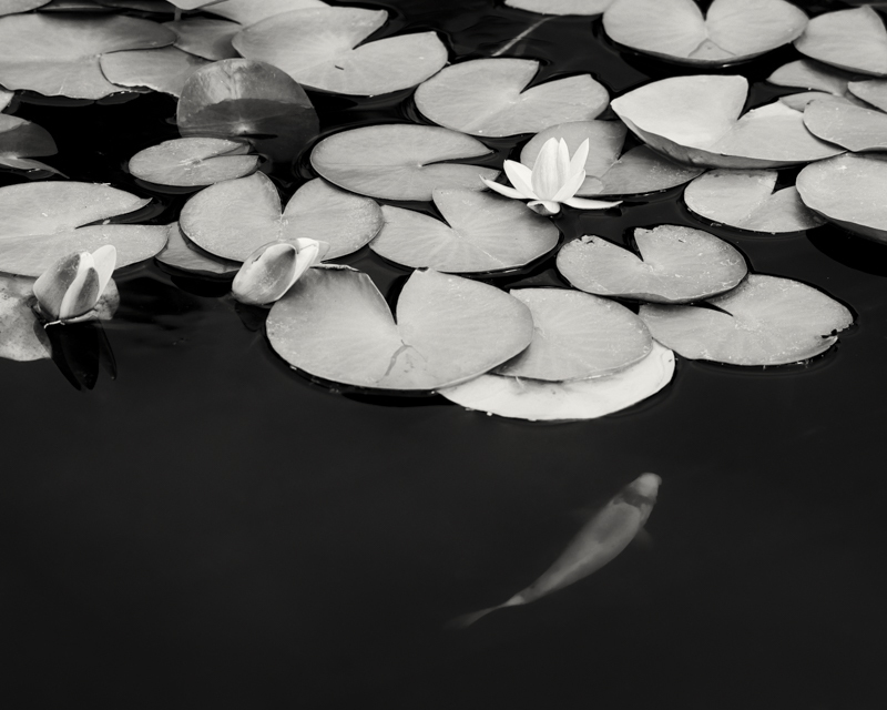 Under the Lily Pads
