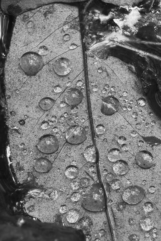 Water Droplets on Leaf