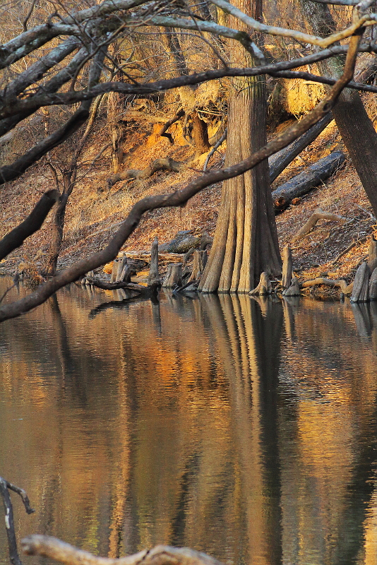 Bayou, Cypress