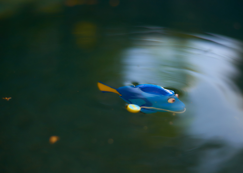 Forgetful Fish