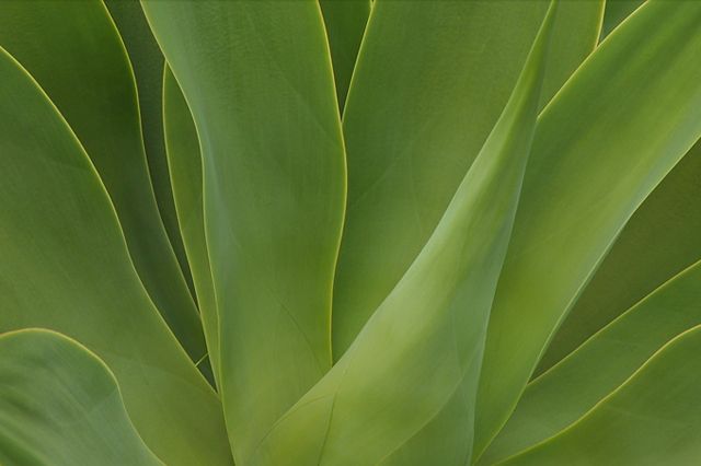 Agave Green