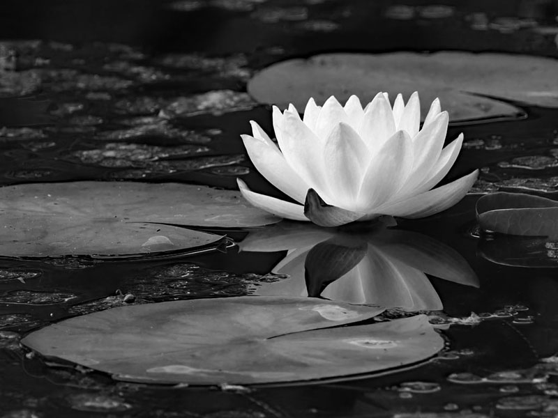 Water Lily