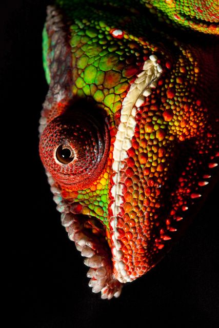 Master of All Color