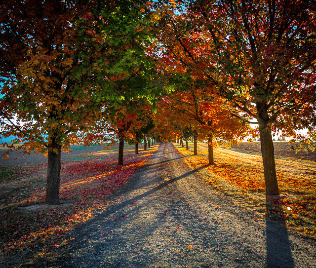 Early morning color
