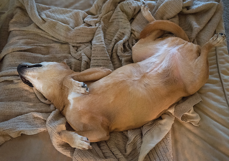 Dog Gone Happy!