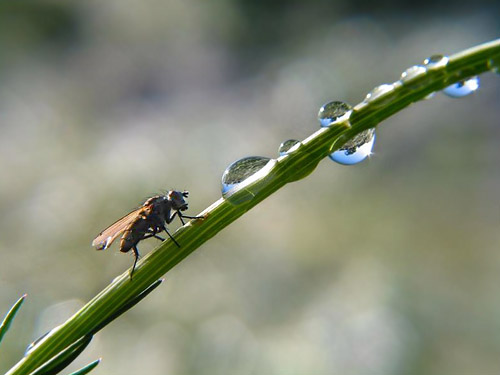 droplets