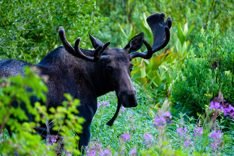 Bull Moose in Wildflower Meadow