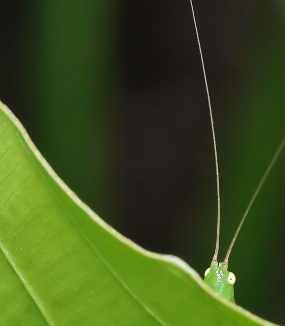 Rule Of Thirds