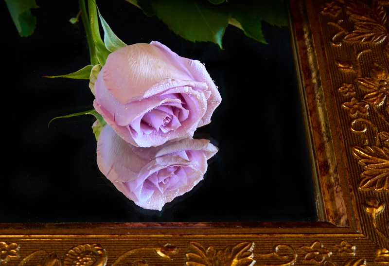 Rose on a Golden Mirror