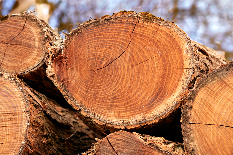 Osage Orange annual rings