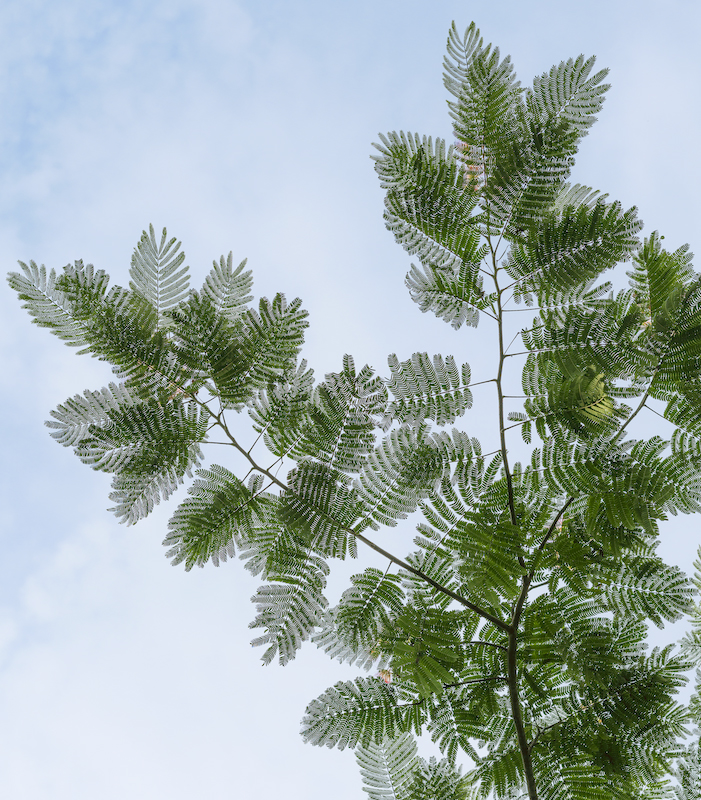 Under the Mimosa