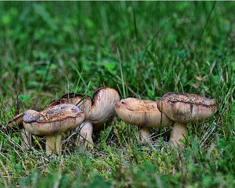 Wild Mushrooms