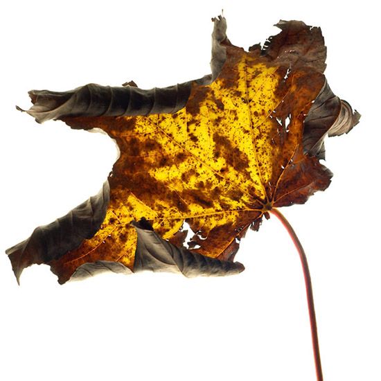 Autumn colours
