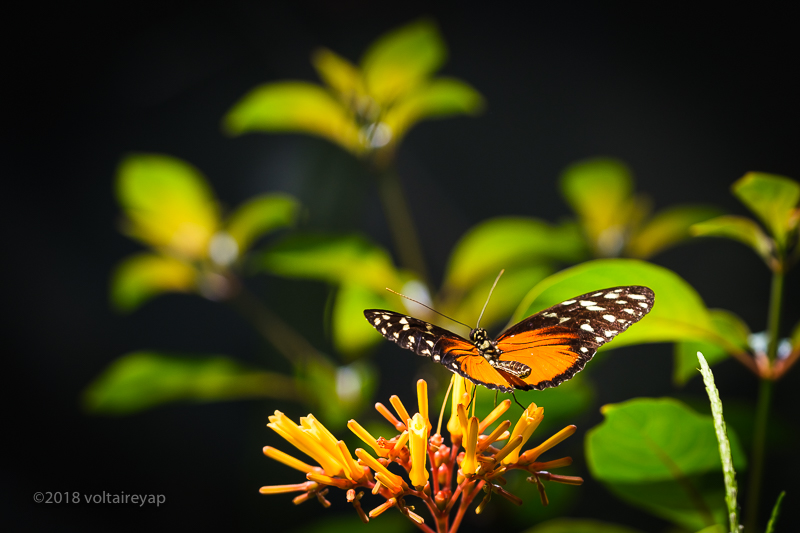 Float Like a Butterfly