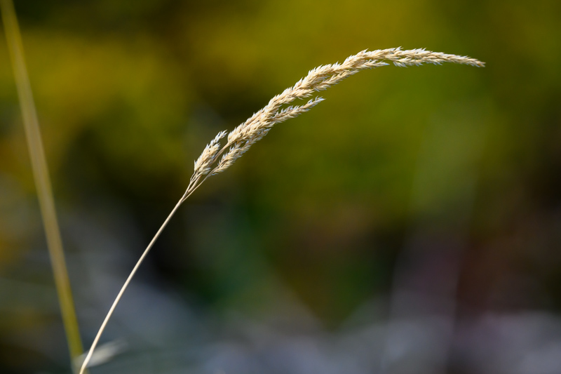 Pond Grass