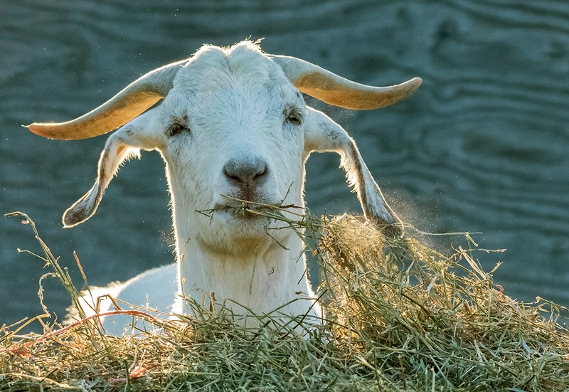 The Grass Eater