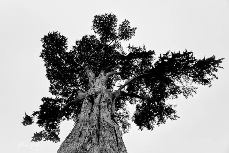 I Shall Never See A Poem Lovely As a Tree