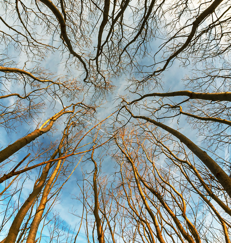 Contrail up through Willows