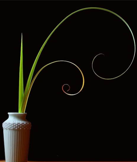Long Leaves