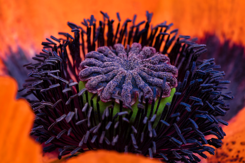 Heart of the Poppy